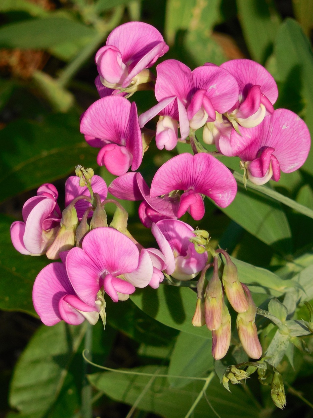 Pisello odoroso: rampicanti rosa