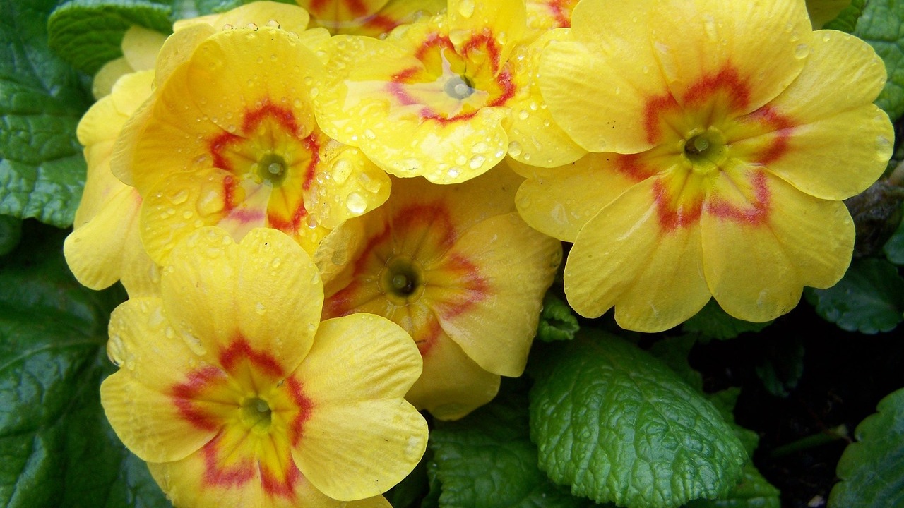 Primula auricula: pianta decorativa