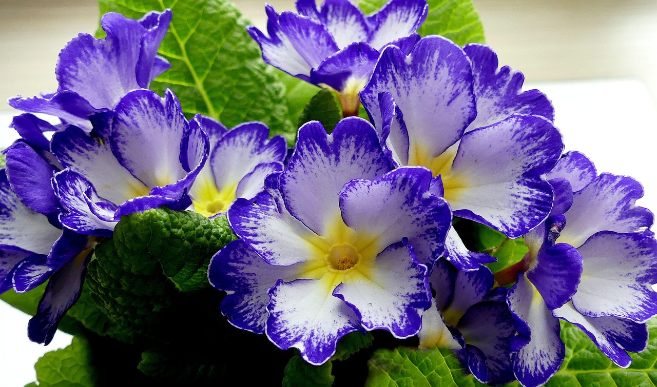 Primula auricula: pianta decorativa