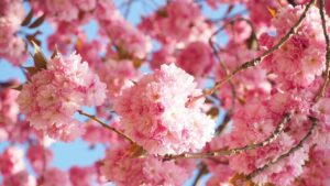 Prunus serrulata: come coltivare il ciliegio giapponese e mantenerlo sano