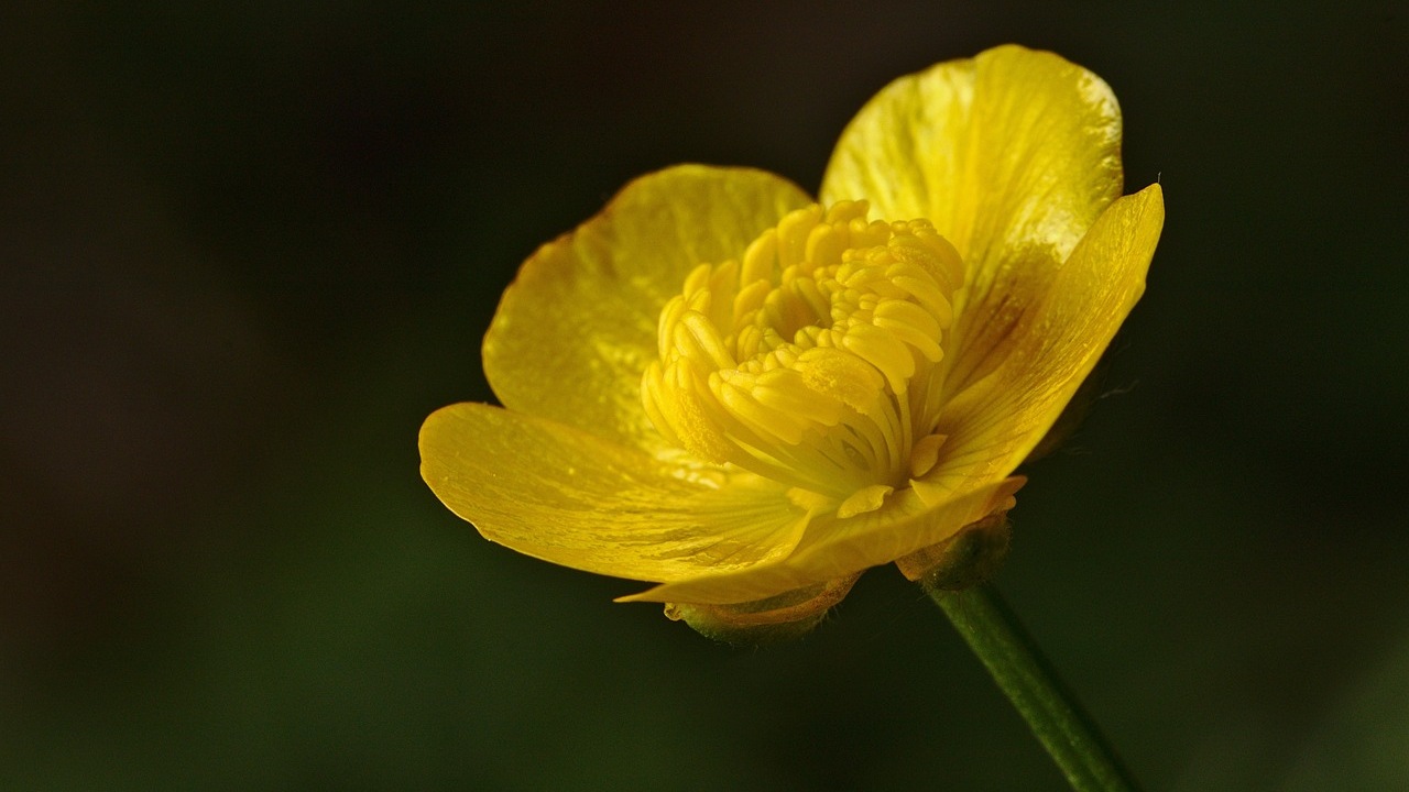 Ranuncolo: fiore giallo
