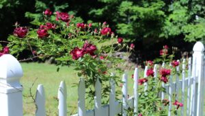 Vuoi piante rampicanti con fiori rossi per trasformare il tuo giardino? Segui questi consigli