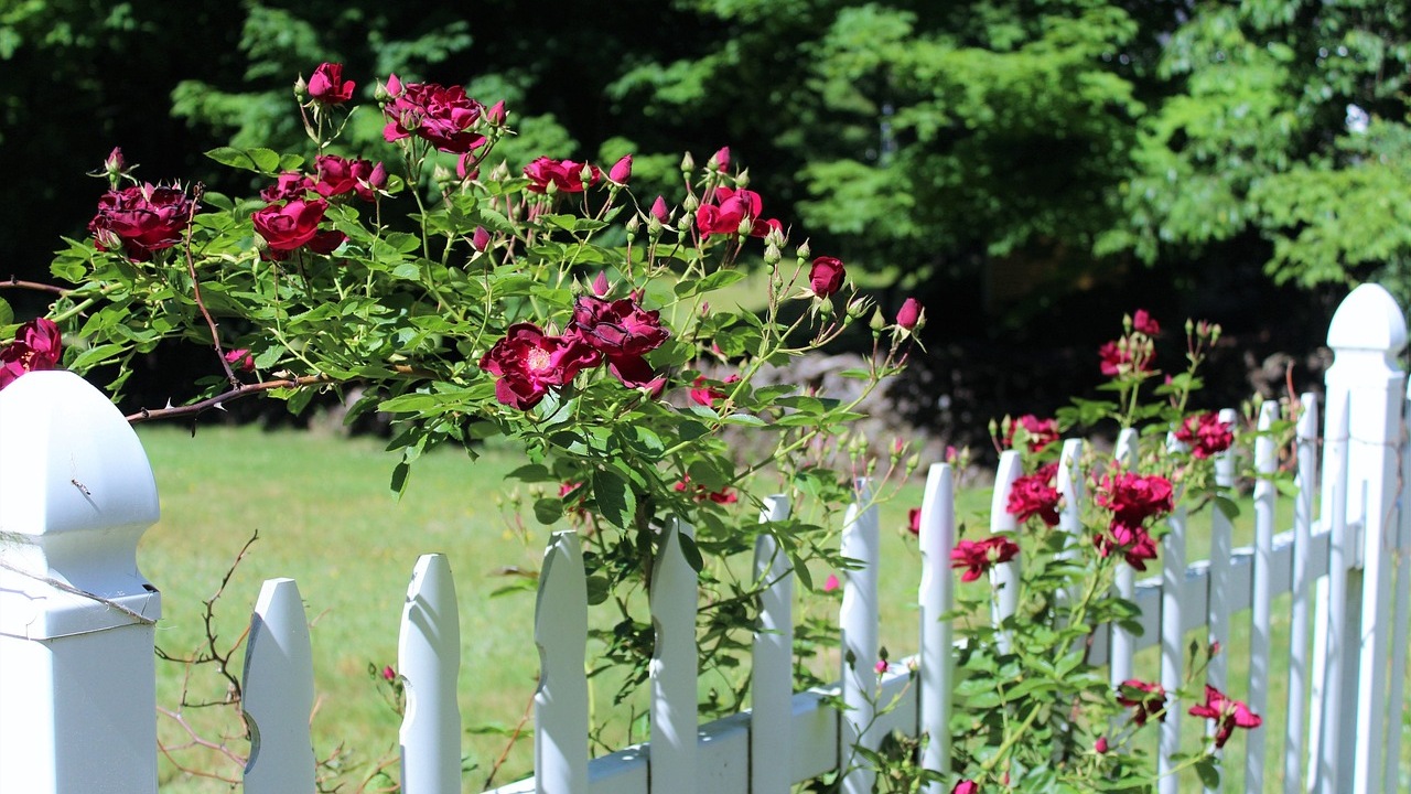 Rose: rampicanti a fiori rossi