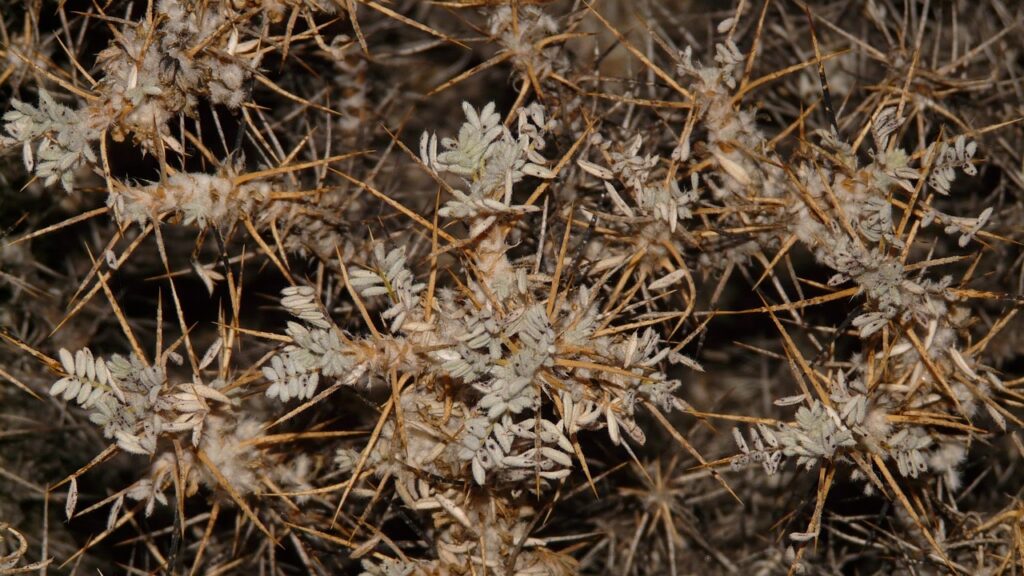 Eliminare i rovi dal giardino: metodi semplici e naturali