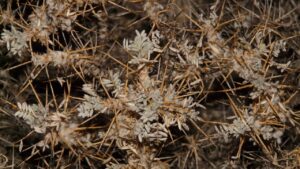 Eliminare i rovi dal giardino: metodi semplici e naturali