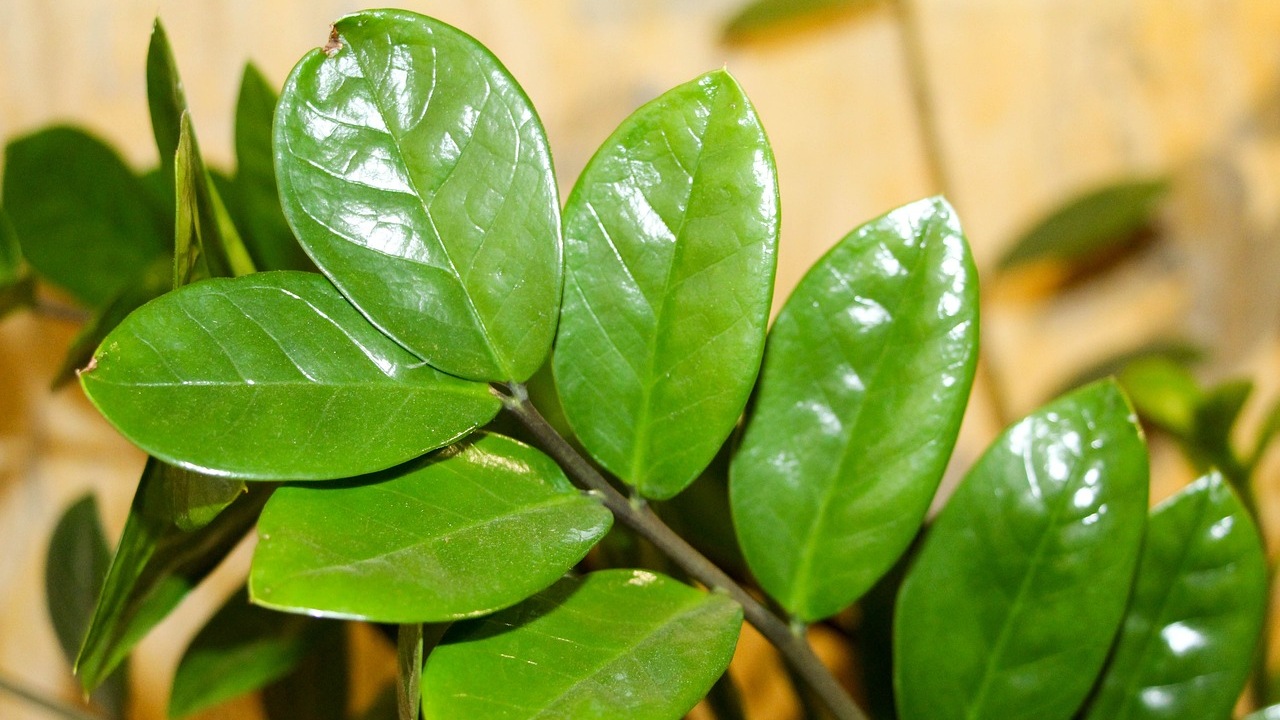 Zamioculcas zamiifolia