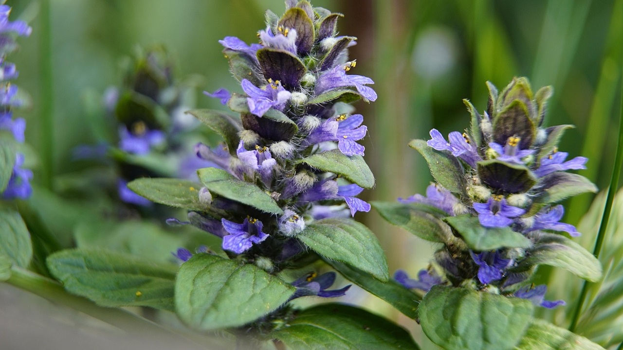 ajuga reptans fiori blu