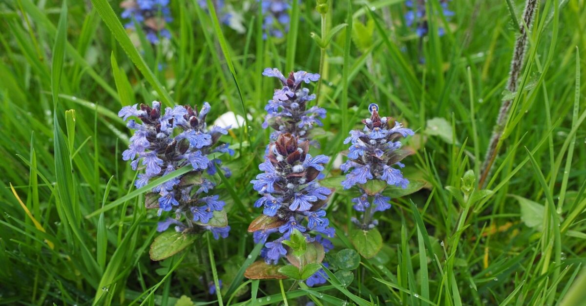 Bocca Di Leone - L'incanto In Fiore - Foto 6