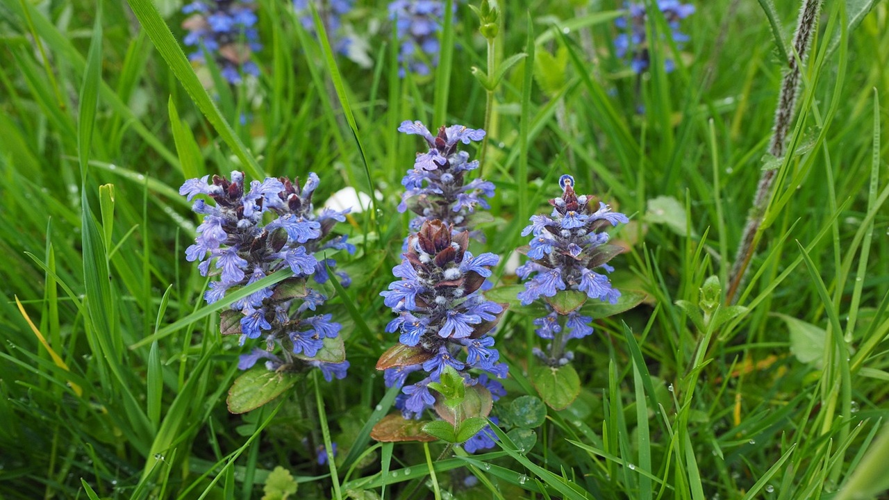 ajuga reptans