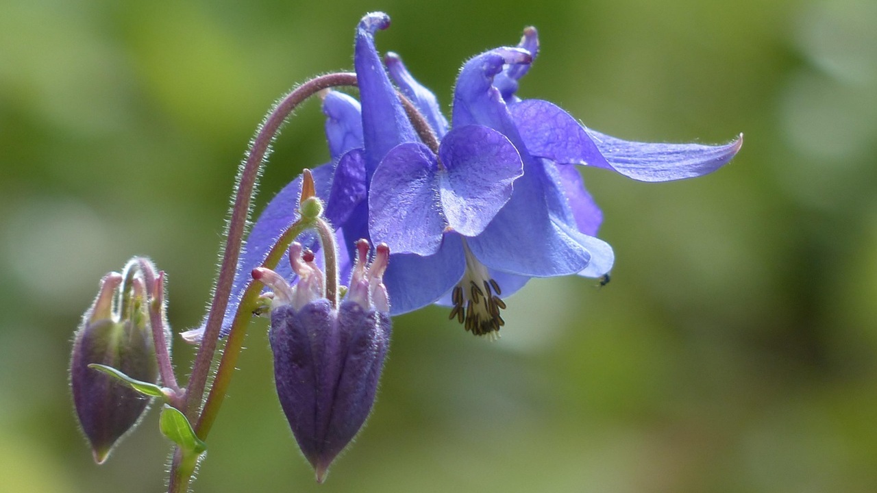 aquilegia luce solare