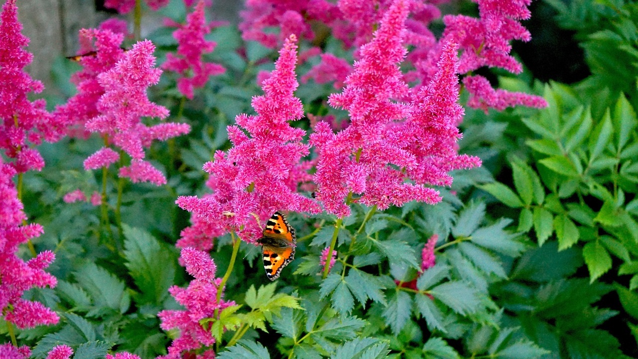astilbe farfalla