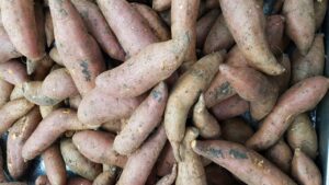 Batata: trucchi e segreti per coltivare la patata dolce americana