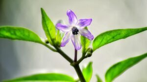 Browallia: come prendersi cura di questi fiori che illuminano le zone d’ombra del giardino