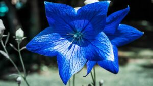 Campanule: trucchi e segreti per prendersi cura di questi fiori colorati