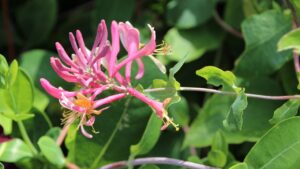 Caprifoglio: come propagarlo all’infinito usando le talee