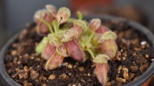 Cephalotus, una pianta carnivora alquanto difficile da coltivare
