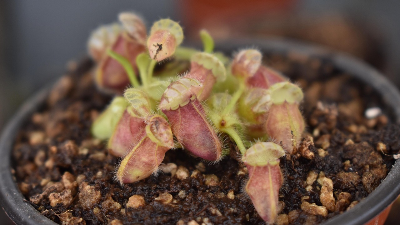 cephalotus