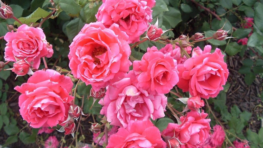 Il cespuglio di rose in giardino sta morendo? Queste potrebbero essere le cause