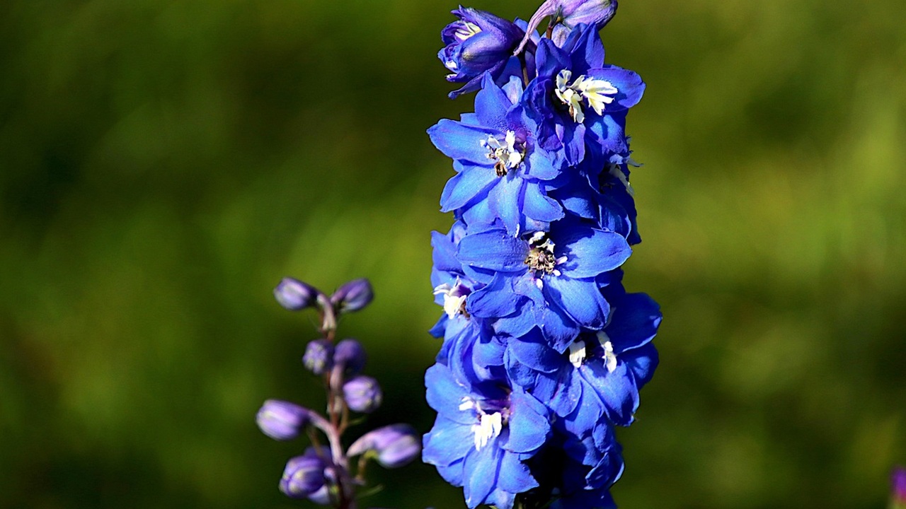 delphinium vaso