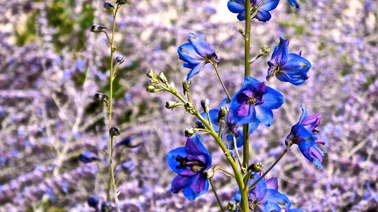 delphinium