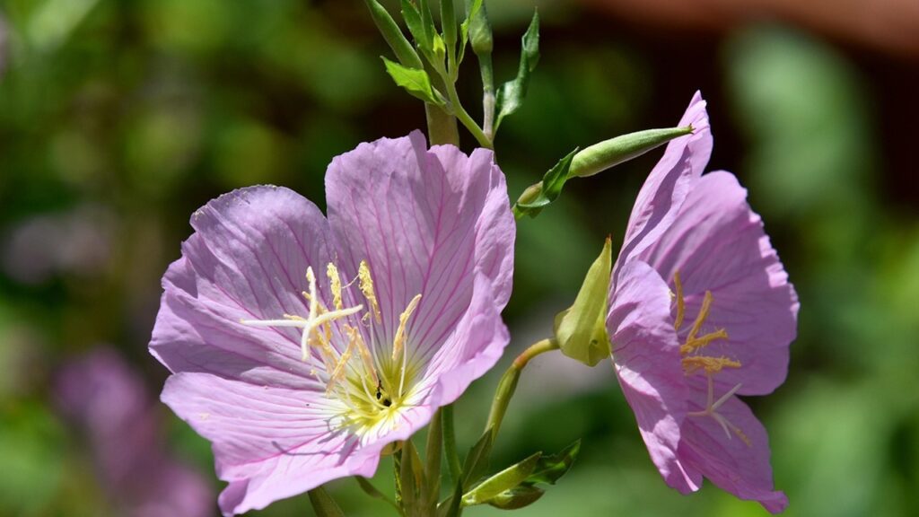 Pessima idea piantare l’enotera nel giardino: ti spiego perché non farlo