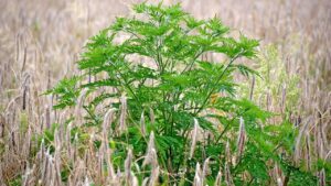 Erbacce estive, come eliminarle o almeno ridurle