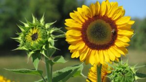 Ferragosto, quali fiori usare per decorare la tavola
