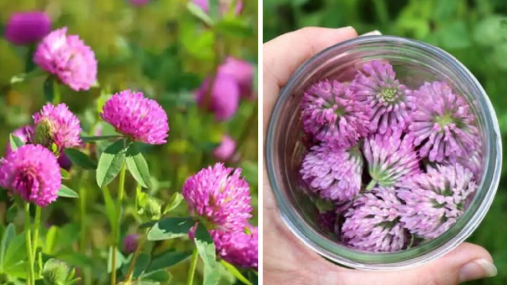 Trifoglio rosso, la pianta della vitalità con 10 benefici sorprendenti