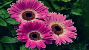 Gerbere: trucchi e segreti per coltivare e prendersi cura di questi fiori colorati