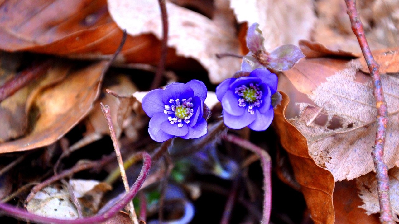 hepatica nobilis