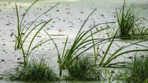 Eliminate subito queste piante invasive dal vostro laghetto