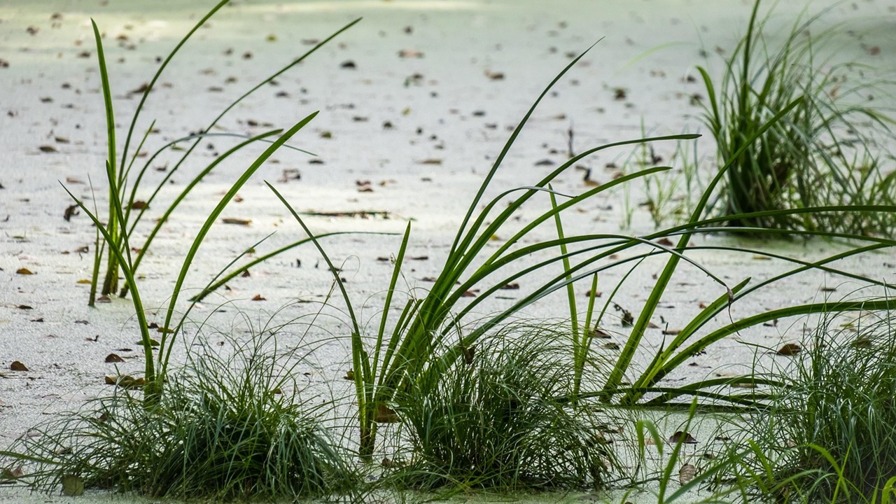laghetto lenticchie acqua