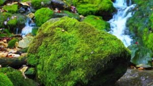 Muschio in giardino? La nuova tendenza che non ti aspettavi