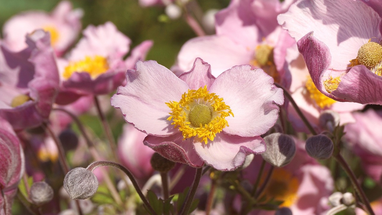 ondate calore anemone