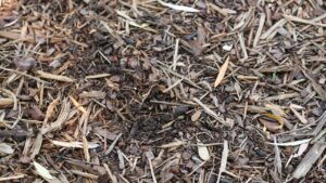 La pacciamatura non funziona? Probabilmente non stiamo facendo le cose nel modo giusto