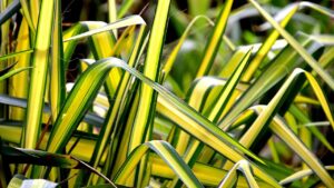 La pianta ragno è tossica per cani e gatti? La risposta che non ti aspetti