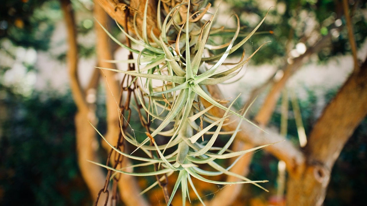 piante aeree tillandsia