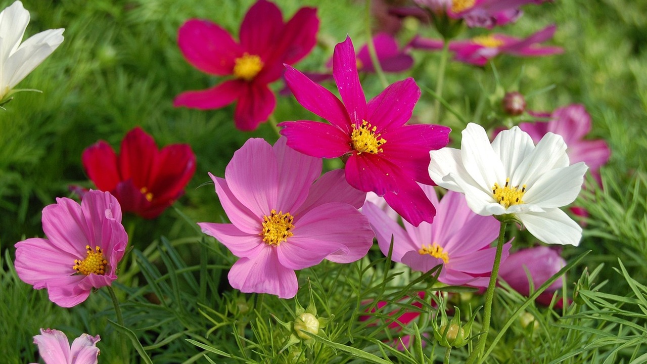 piante annuali cosmos