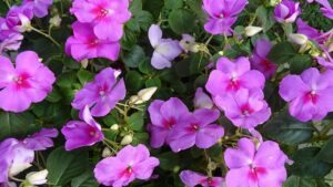 Piante annuali appassite per il caldo estivo? Niente paura, vi diciamo come rianimarle