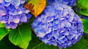 Non tutte le piante prosperano con i fondi di caffè, ma queste sì