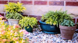 L’errore da non fare in estate quando si innaffiano le piante in vaso