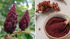 Sommacco, il “superfood” speziato dai mille benefici