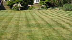 Perché il nostro prato è più brutto di quello del vicino di casa