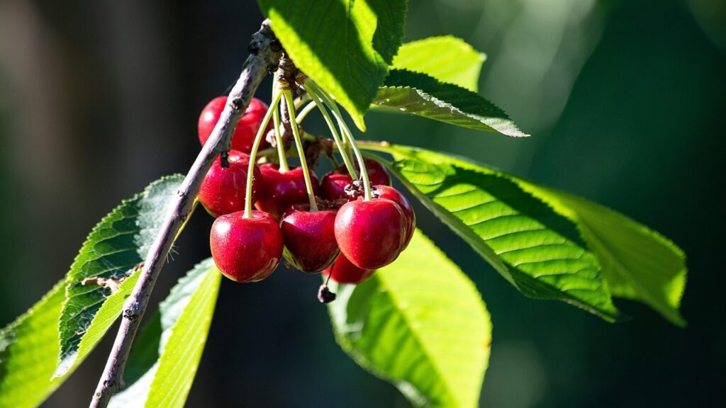 Come e quando raccogliere le ciliegie: la risposta degli esperti