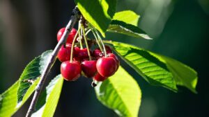Come e quando raccogliere le ciliegie: la risposta degli esperti