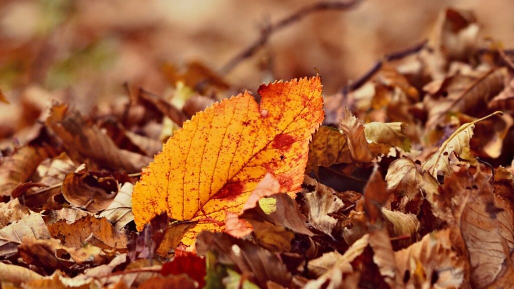 Ruggine delle piante: come riconoscere questa malattia fungina