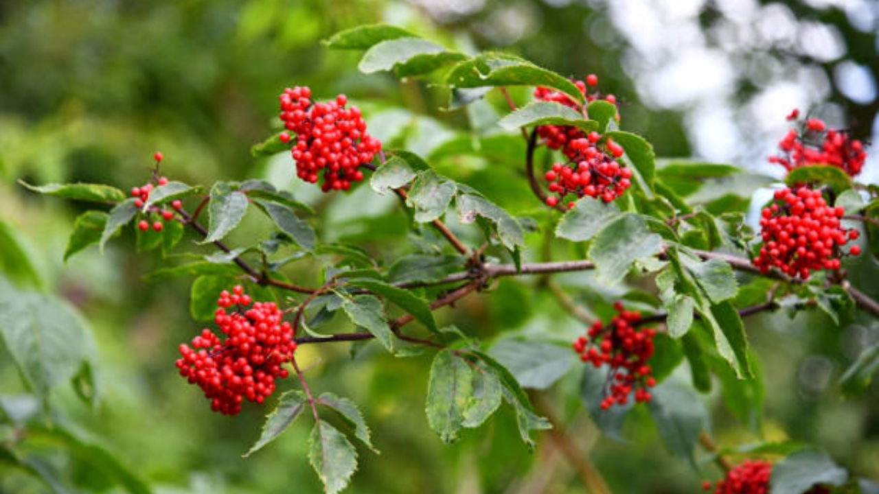 rami di sambuco rosso