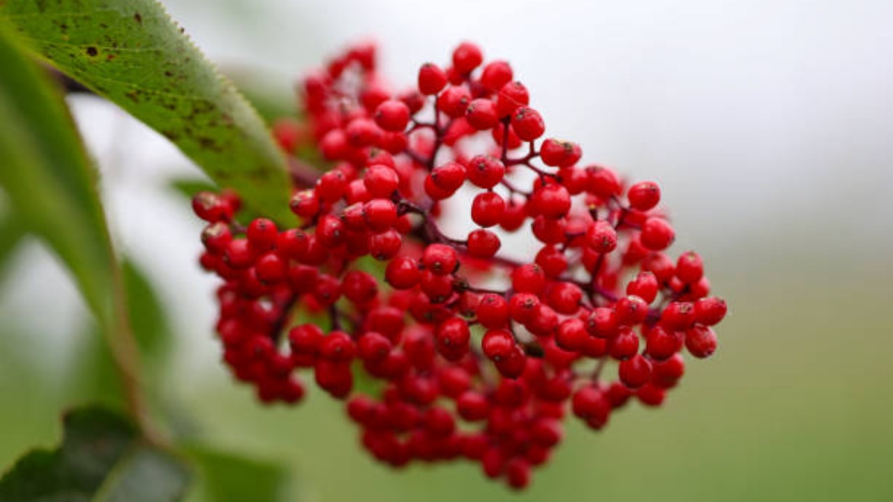 bacche di sambuco rosso