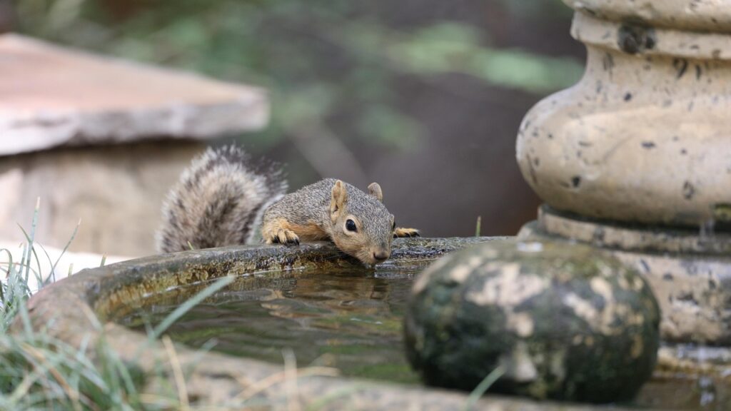 Come evitare che gli scoiattoli scavino (e mangino) i bulbi