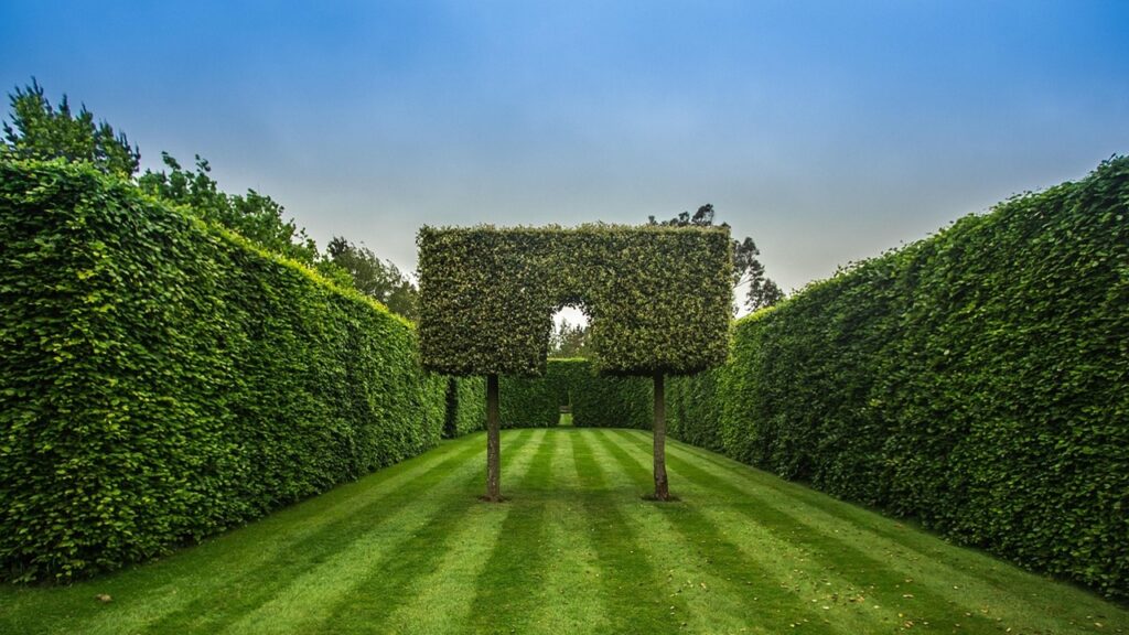 Siepi alte: le piante da usare per avere ombra e privacy